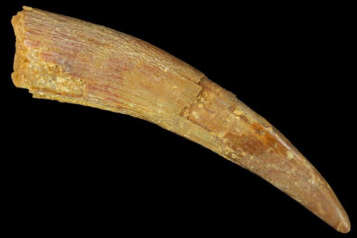 Huge, Fossil Pterosaur (Siroccopteryx) Tooth - Morocco #167159